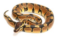 Mandarin OD Male.jpg