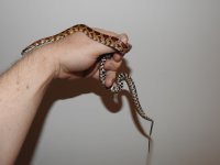 DSCN5204.jpg