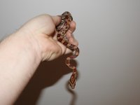 DSCN5207.jpg