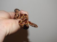 DSCN5208.jpg