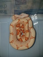 6m.jpg