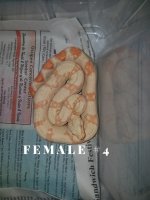 4f.jpg