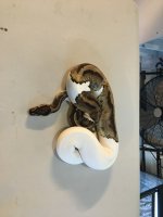 pied lady.jpg