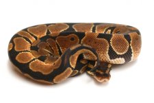 Mandarin Male.jpg