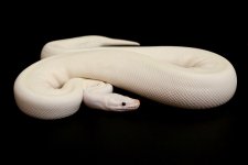 Ivory Female.jpg