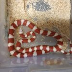 Albino AZ MT Kings.jpg