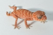 DSC_0032.jpg