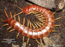 S.gigantea_robusta1.jpg