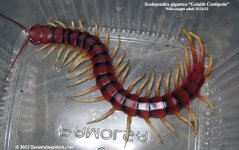S.gigantea1_W.jpg