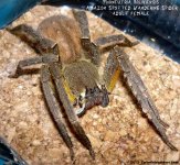 P.boliviensis(f)1.jpg