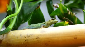 DSC_0184.jpg