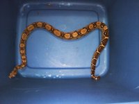 male red tail het.jpg