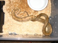 Animals 085.jpg