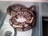 gravid female.jpg