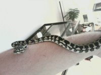 carpet python 2.jpg