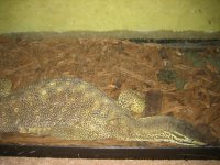 Animals 111.jpg