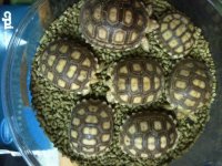 sulcata2.jpg