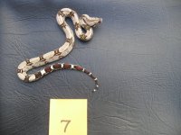snakes.jpg