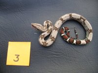 snakes2.jpg