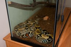 IMG_6031e.jpg