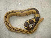 Adult Female Stripe.JPG
