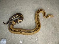 Adult Female Stripe (7).JPG