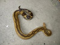Adult Female Stripe (8).JPG