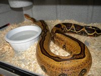 Adult Female Stripe (6).JPG