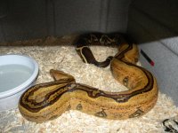 Adult Female Stripe (3).JPG