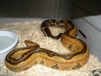 Adult Female Stripe (4).JPG