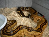 Adult Female Stripe (5).JPG