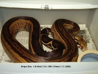 52635Stripe_Boa_1-B-Male-7-24-1996_JPG-med.jpg