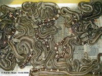 52635D-Stripe_Litter_JPG-med.jpg