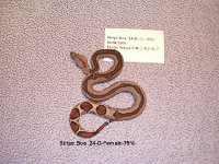 5263524-D-Female-75__JPG-med.jpg