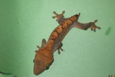 newflamenotail1.jpg