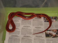 DSC01794.jpg