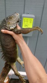 IguanaH2.jpg