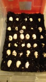 31 eggs iguana 3.30.18.jpg
