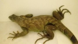 Female after laying Iguana F.jpg