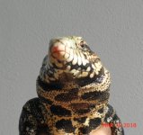 FB SD MLE 28I TLEISSUE ORG RF D.JPG