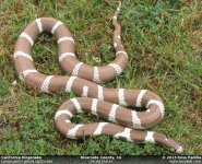 2076-large-lampropeltis_getula_californiae.jpg