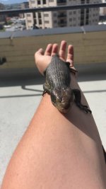 skink outside.jpg
