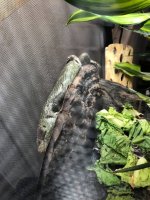 skink sleep shed.jpg