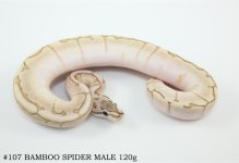 #107 BAMBOO SPIDER MALE 120g.jpg