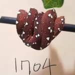 IMG_20171111_200713_534.jpg