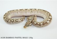 #108 BAMBOO PASTEL MALE 120g.jpg