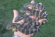 Banded White Throat Monitors.jpg