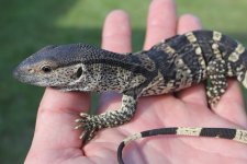 Banded White Throat Monitors1.jpg