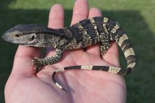 Banded White Throat Monitors2.jpg