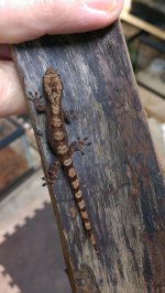 thumbnail (3).jpg